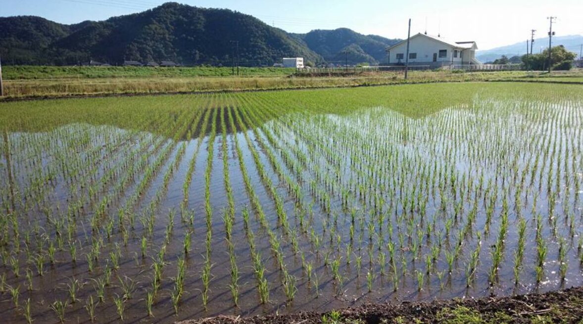 Event-taue